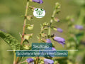Skullcap Herb Seeds 100 Pack – Scutellaria lateriflora Mad Dog Non-GMO for Home Gardening and Herbal Growing
