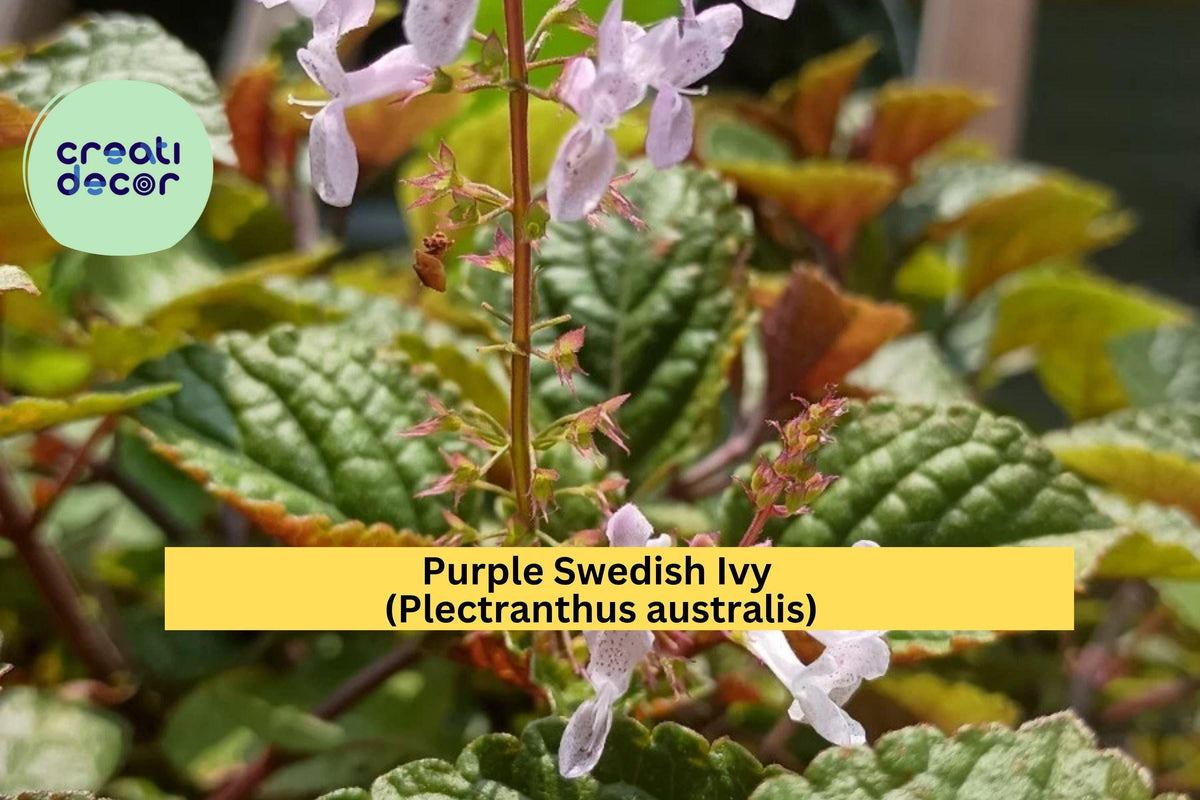 Rooted Purple Swedish Ivy Houseplant – Trailing Plectranthus australis with Green-Purple Foliage for Hanging Baskets & Containers