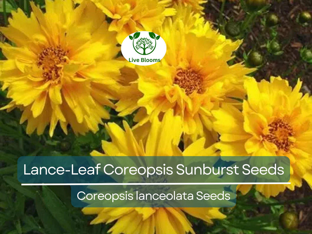 100 Seeds Lance-Leaf Coreopsis Sunburst Wildflower Perennial Native to North America, Bright Yellow Flowers, Non-GMO