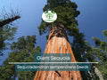 Giant Sequoia Tree Seeds – Sequoiadendron sempervirens – Fast-Growing, Drought Tolerant, Large Landscape Trees, 40 Seeds