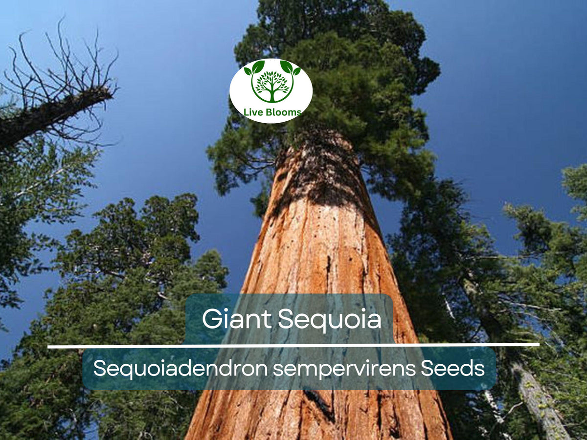 Giant Sequoia Tree Seeds – Sequoiadendron sempervirens – Fast-Growing, Drought Tolerant, Large Landscape Trees, 40 Seeds