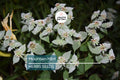 650 Mountain Mint Seeds – Pycnanthemum pilosum, Fragrant Mint, Pollinator Attractant, Tea Herb, Insect Repellent, White Flowers