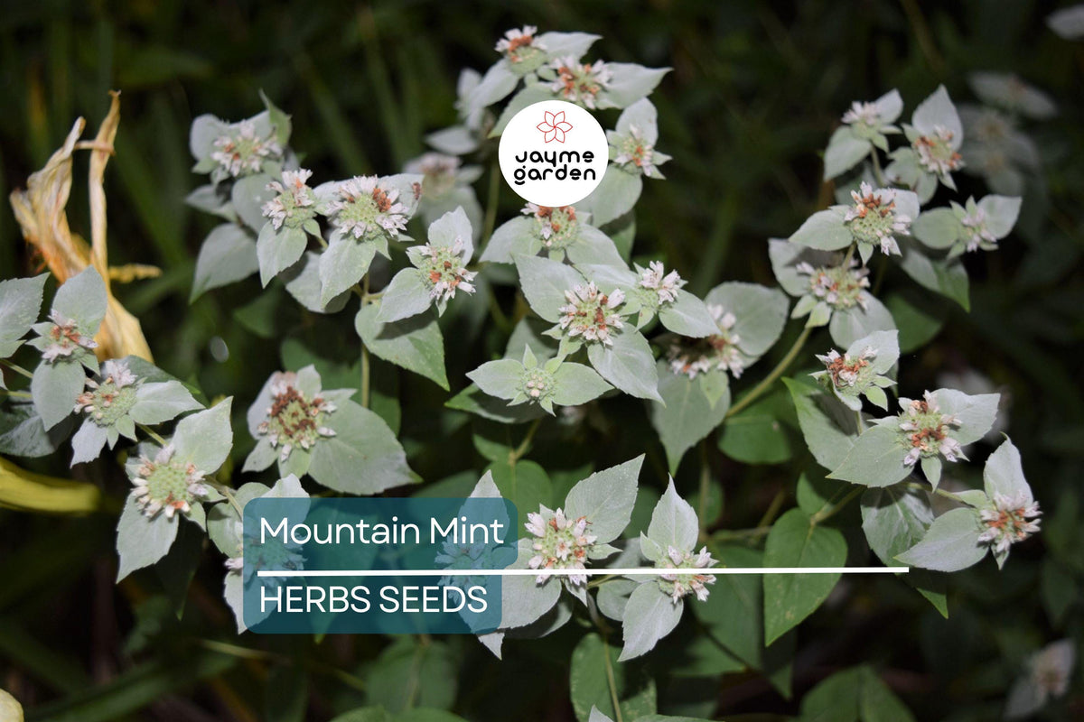 650 Mountain Mint Seeds – Pycnanthemum pilosum, Fragrant Mint, Pollinator Attractant, Tea Herb, Insect Repellent, White Flowers