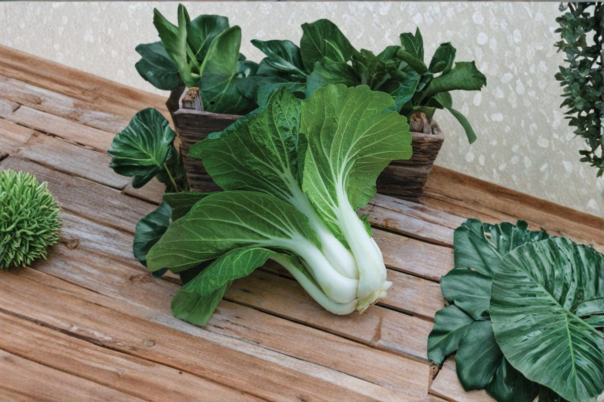 Pak Choi White Stem Seeds – Brassica rapa subsp. chinensis, Asian Green, Tender, Mild Flavor, Cool-Weather Vegetable, 400 Seeds