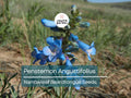 50 Seeds Penstemon Angustifolius | Narrowleaf Beardtongue Seeds for Pollinator Gardens | Blue Wildflower | Native Perennial