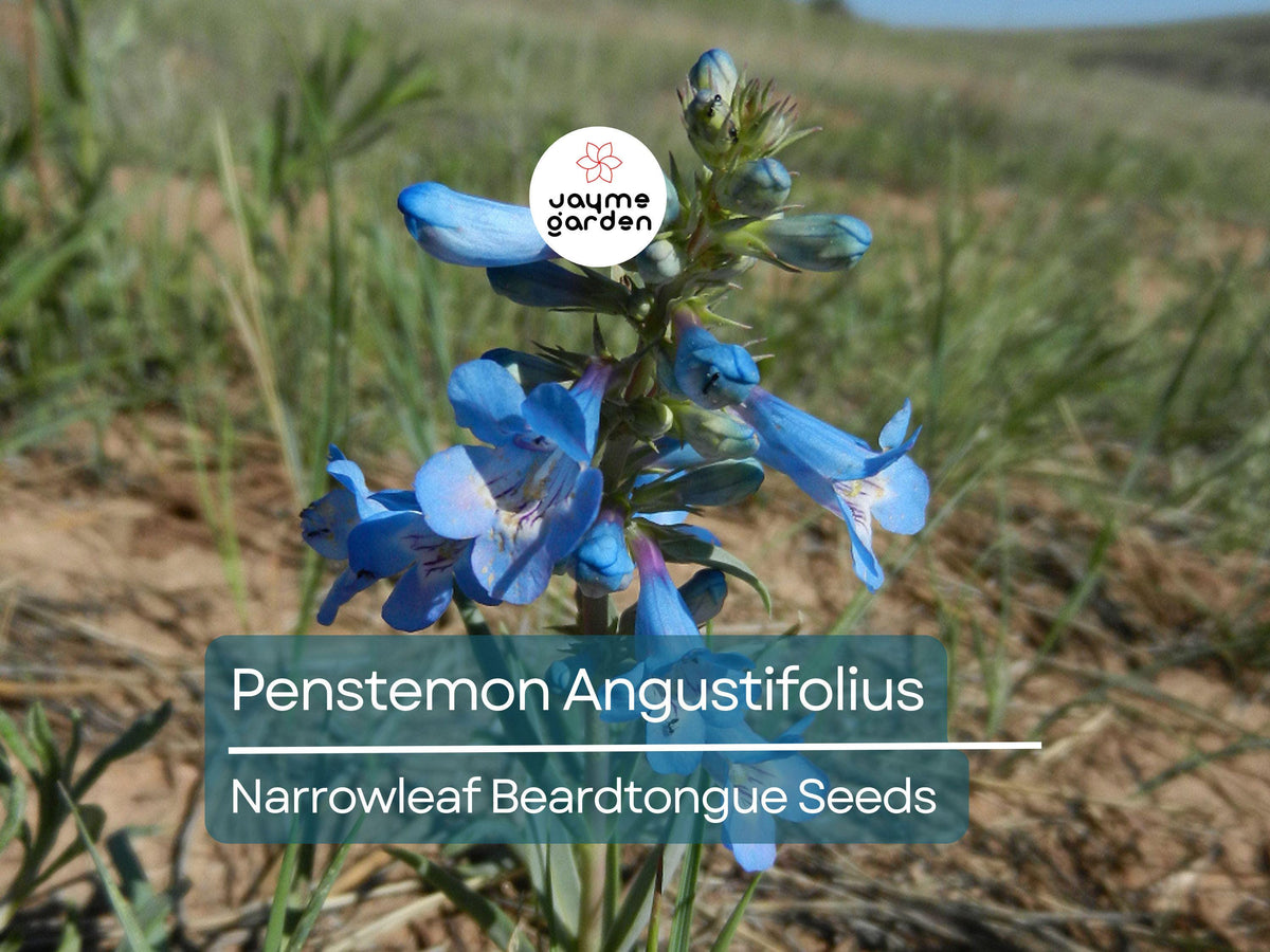50 Seeds Penstemon Angustifolius | Narrowleaf Beardtongue Seeds for Pollinator Gardens | Blue Wildflower | Native Perennial