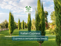 50 Italian Cypress Tree Seeds, Non-GMO, Evergreen, Fast-Growing, Privacy Screen, Cupressus sempervirens, Landscaping, Outdoor Plants