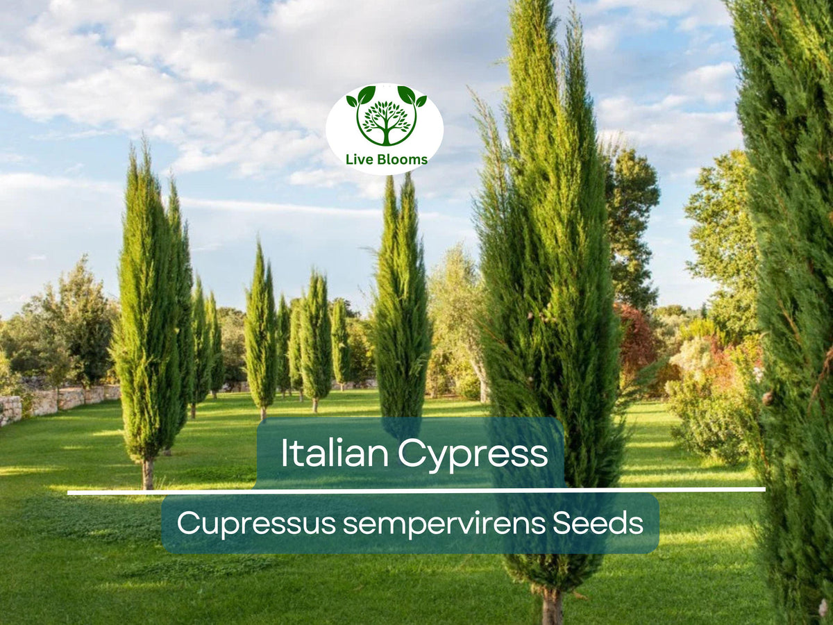 50 Italian Cypress Tree Seeds, Non-GMO, Evergreen, Fast-Growing, Privacy Screen, Cupressus sempervirens, Landscaping, Outdoor Plants