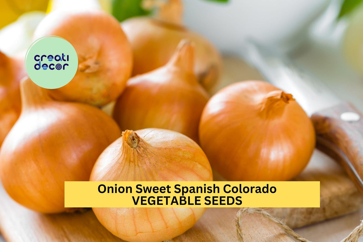3pcs 250mg Sweet Spanish Colorado Onion Seeds – Large Yellow Allium cepa for Salad & Cooking