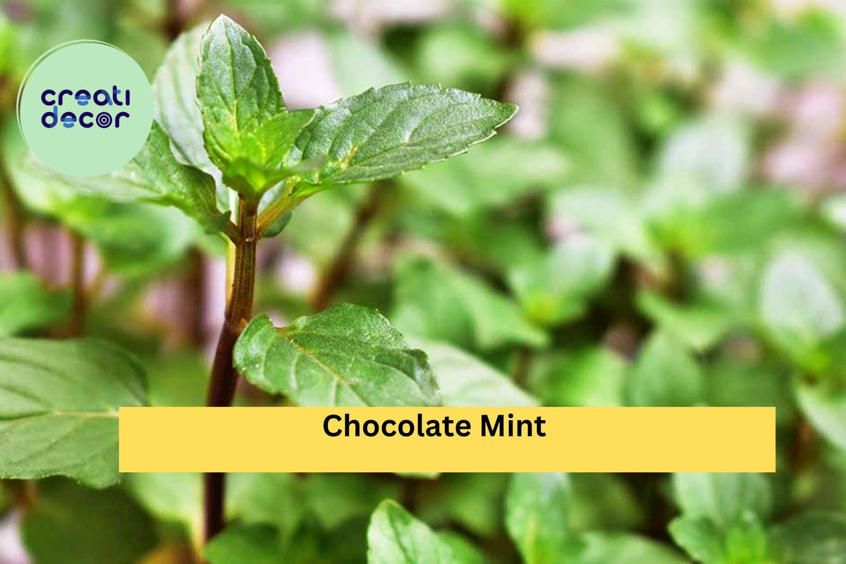 Chocolate Mint Live Roots – 4 Starter Plants, Mentha × piperita ‘Chocolate’, Fragrant Perennial Herb for Pots & Garden, Zones 5–9