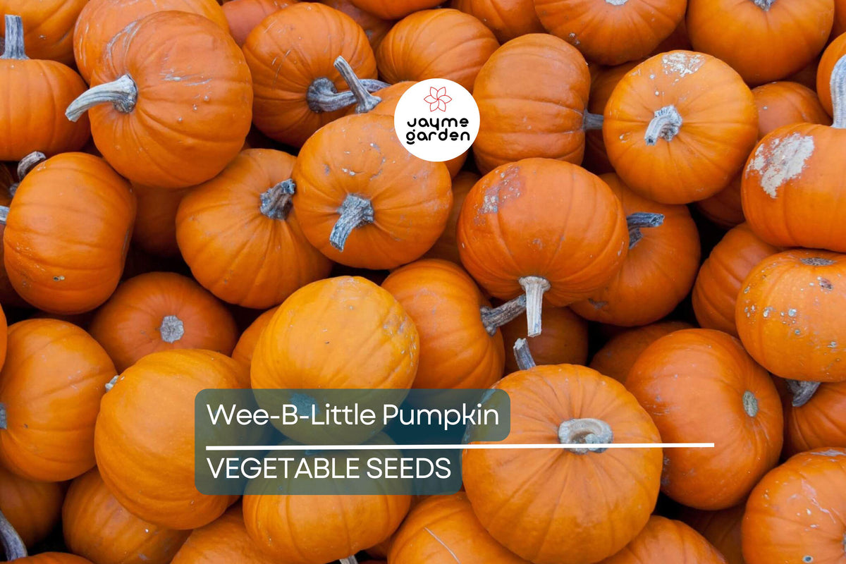 Miniature Pumpkin Seeds - Wee-B-Little, AAS Winner, Non-GMO, Heirloom, Fall Decor & Craft Pumpkins, Cucurbita pepo