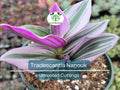 Unrooted Plant Cuttings – Tradescantia Nanouk, Pink Wandering Jew, Rare, 4”-8” | Indoor Houseplant, Easy Propagation