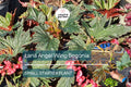 Lana Angel Wing Begonia Starter Plant – Bright Pink Flowers & Silver Foliage – Begonia coccinea Indoor & Outdoor