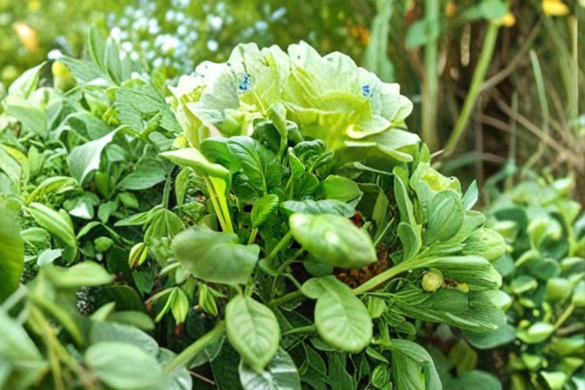 Pak Choi Bok Choi Taisai Seeds – Asian Leafy Vegetable, Non-GMO, Fast Growing, Tender, Mild Flavor, Brassica rapa subsp. chinensis