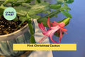 Pink Christmas Cactus Cuttings – Schlumbergera × buckleyi – Unrooted Segments for Indoor Holiday Flowering Plant