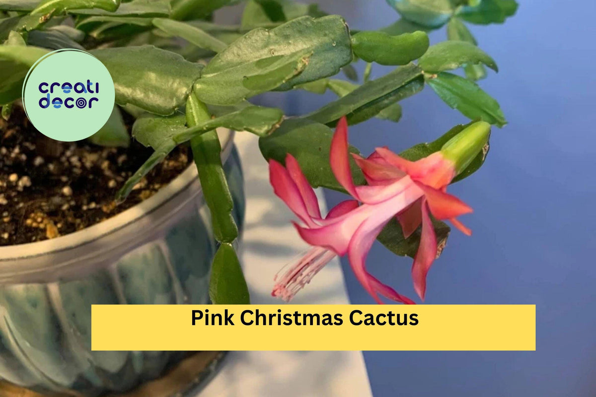 Pink Christmas Cactus Cuttings – Schlumbergera × buckleyi – Unrooted Segments for Indoor Holiday Flowering Plant