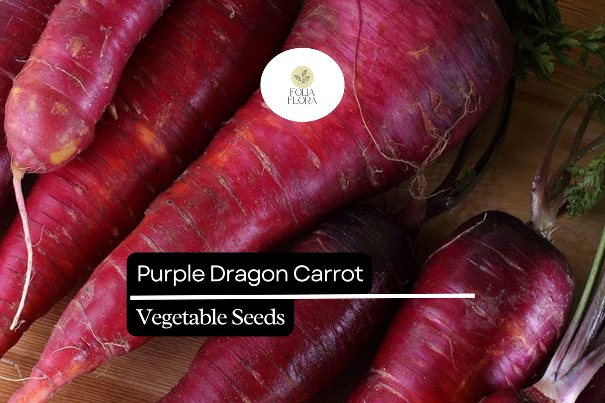 Purple Dragon Carrot Seeds – Heirloom Daucus Carota, Vibrant Purple Skin, Sweet Crunchy Flavor, 200 Seeds