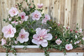 Pink Althea Live Trees - 2 ft Tall Hibiscus syriacus Rose of Sharon Flowering Shrubs (Set of 2)