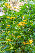 Mexican Sunflower Cuttings 15 Unrooted Tithonia diversifolia Bright Yellow-Orange Blooms Pollinator Magnet