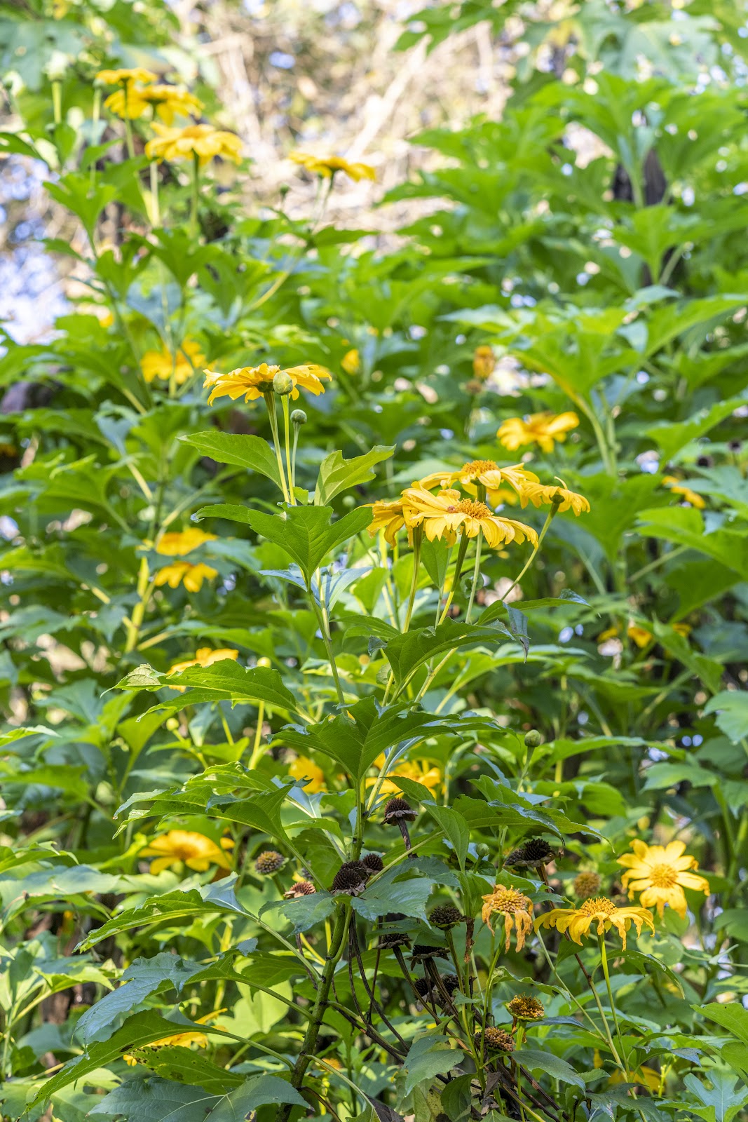 Mexican Sunflower Cuttings 15 Unrooted Tithonia diversifolia Bright Yellow-Orange Blooms Pollinator Magnet