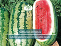 Jubilee Watermelon Seeds 1000mg Heirloom Citrullus lanatus for Home Garden, Sweet Juicy Fruit, High Yield, Large Oblong Melons