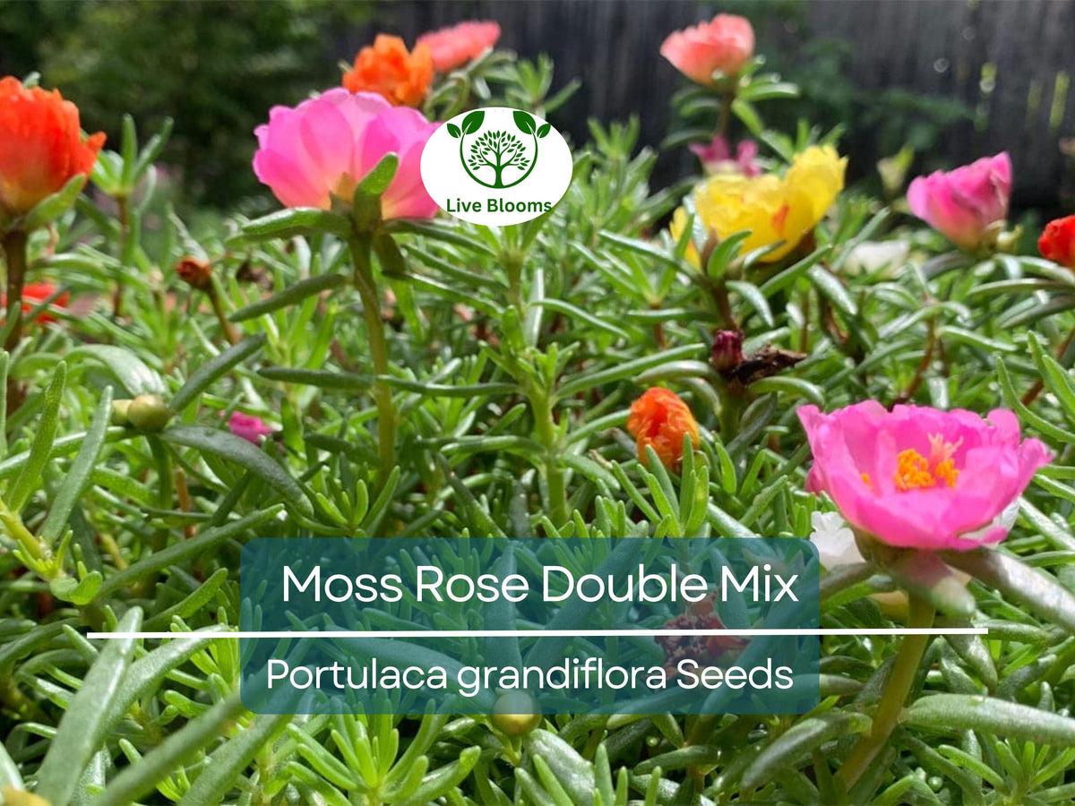 500 Seeds Moss Rose Double Mix Portulaca grandiflora - Vibrant, Low-Growing, Pollinator-Friendly Flower Seeds