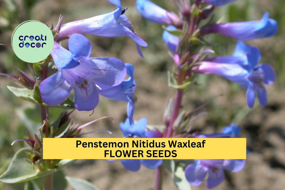 3pcs Penstemon nitidus Seeds – Waxleaf Beardtongue Drought-Tolerant Perennial for Native Gardens & Pollinator Habitats