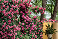 Peggy Martin Rose Cuttings 10 Inch Climbing Heirloom Pink Rosa spp.