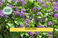 25 Bare Root Viola Perennial Flower Starters | Purple Violet Live Plants for Garden Beds & Borders