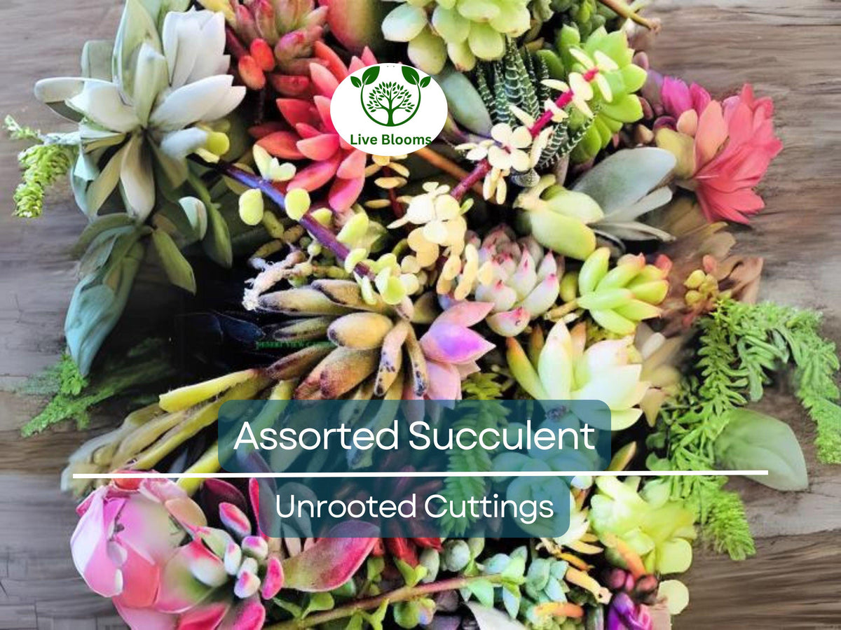 30 Mini Colorful Succulent Unrooted Cuttings - Variety of Succulent Plants for Propagation, DIY Arrangements, Terrariums, Crafts