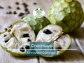 California Cherimoya Unrooted Cuttings – 4 Pack, Annona cherimola, Tropical Fruit Propagation, Custard Apple Tree, Easy Rooting