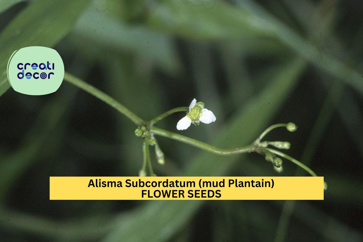 Alisma subcordatum Seeds – 3 Pack of Native Aquatic Plant for Ponds, Wetlands, Rain Gardens, White/Pink Flowers
