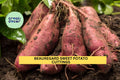 Beauregard Sweet Potato Slips 20 Unrooted Cuttings for Planting Ipomoea batatas 'Beauregard'