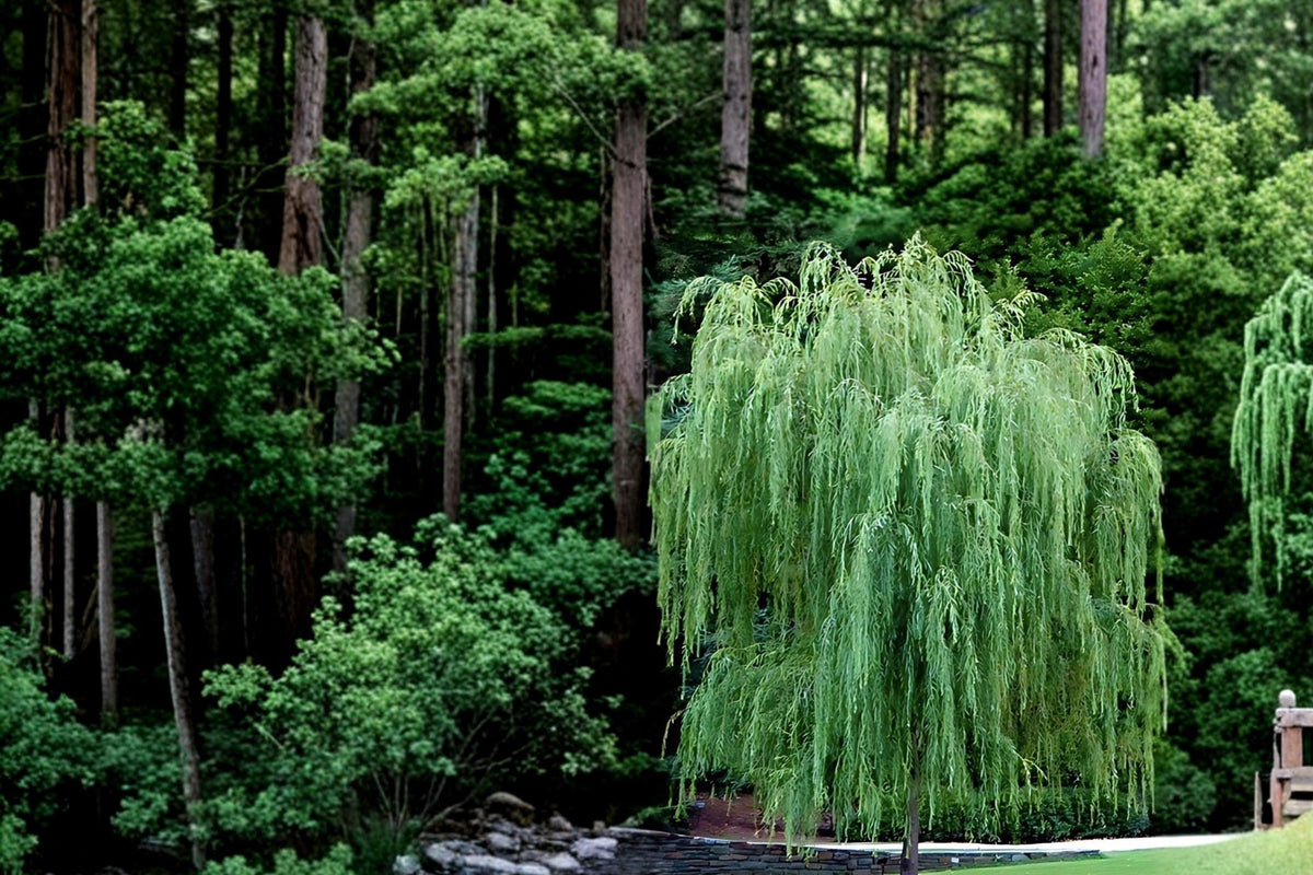 Weeping Willow Tree Bare Root 2-3 ft Salix babylonica Ornamental Shade Tree