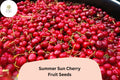 10+ Summer Sun Cherry Seeds – Sweet, Juicy, High-Yield Cherry Tree