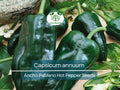 Ancho Poblano Pepper Seeds – 250 mg Heirloom Capsicum annuum for Gardening, Cooking, Roasting, Stuffing, Dried Chili Powder