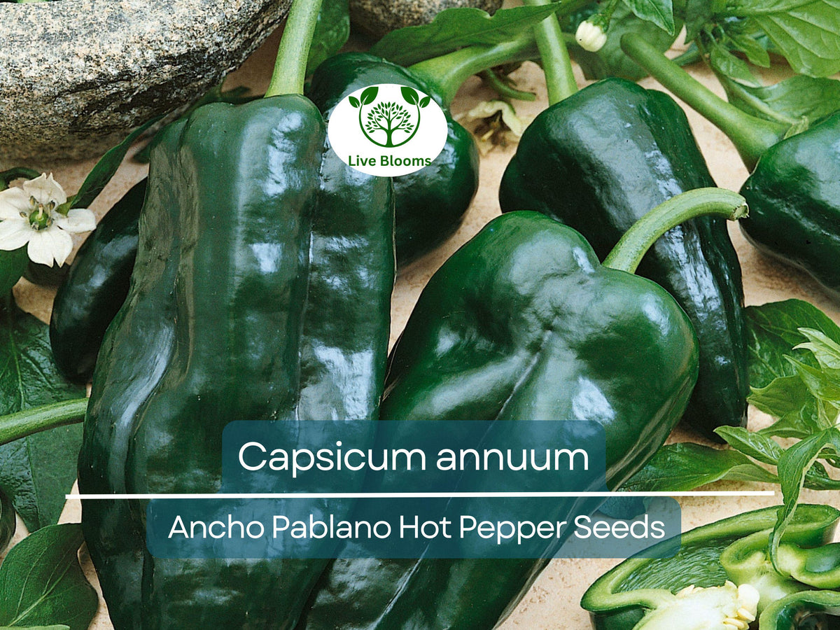 Ancho Poblano Pepper Seeds – 250 mg Heirloom Capsicum annuum for Gardening, Cooking, Roasting, Stuffing, Dried Chili Powder