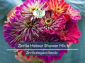 100 Zinnia Seeds Meteor Shower Mixed Colors - Non-GMO, 5-Inch Flowers, Zinnia elegans, Pollinator Attracting, Drought Tolerant
