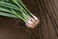Evergreen Bunching Onion Seeds – Allium fistulosum, Non-Bulbing Perennial Green Onion for Salads & Cooking