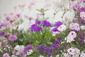 Moss Verbena Seeds – Verbena tenuisecta, Purple Ground Cover, Spreading Annual, Drought Tolerant, Butterfly Attractant