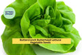 3pcs Buttercrunch Butterhead Lettuce Seeds – Heirloom, Bolt-Resistant, Tender Green Leaves for Gardens, Pots, Raised Beds – Lactuca sativa