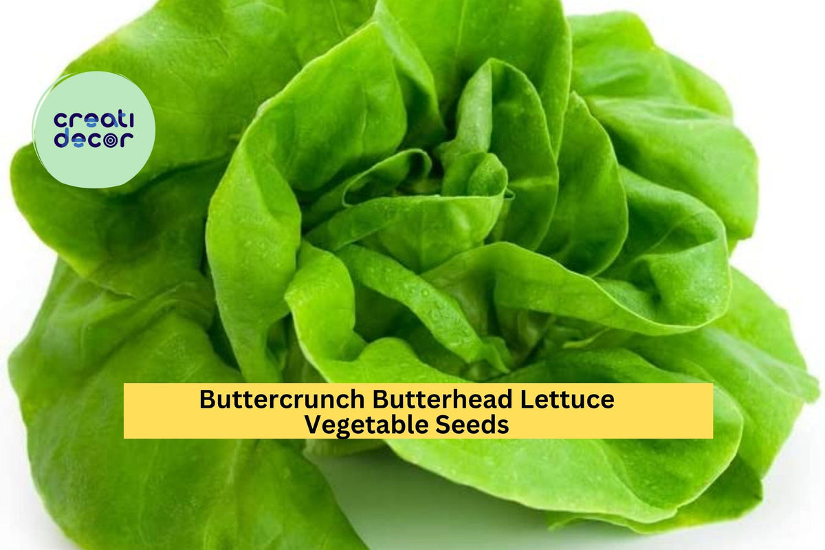 3pcs Buttercrunch Butterhead Lettuce Seeds – Heirloom, Bolt-Resistant, Tender Green Leaves for Gardens, Pots, Raised Beds – Lactuca sativa