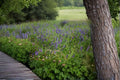 Hairy Vetch Seeds ‘Purple Bounty’ – Vicia villosa Cover Crop, Nitrogen Fixing, Pollinator Attractant, Open-Pollinated, 100 Seeds