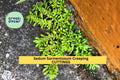 60 Sedum Sarmentosum Cuttings - Creeping Ground Cover, Fast Growing Perennial Succulent, Bright Green Foliage, Drought Tolerant