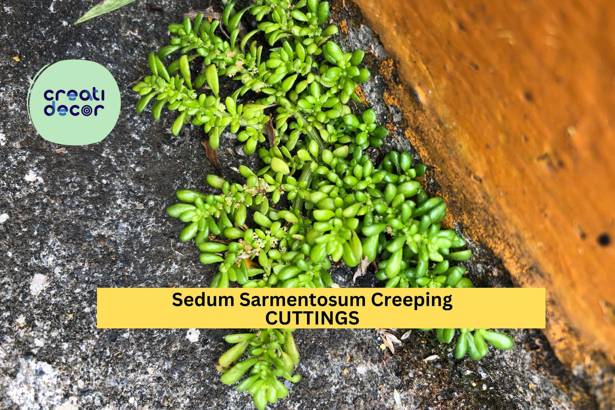 60 Sedum Sarmentosum Cuttings - Creeping Ground Cover, Fast Growing Perennial Succulent, Bright Green Foliage, Drought Tolerant
