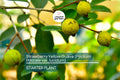 Strawberry Yellow Guava Tree | 1’-2’ Live Tropical Fruit Plant | Psidium littorale var. lucidum | Sweet Aromatic Guava for Gardens & Containers
