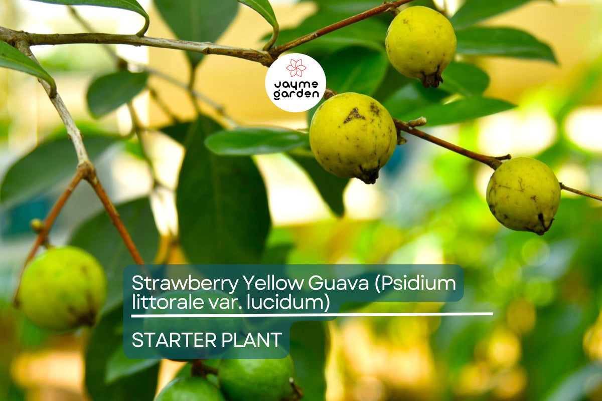 Strawberry Yellow Guava Tree | 1’-2’ Live Tropical Fruit Plant | Psidium littorale var. lucidum | Sweet Aromatic Guava for Gardens & Containers