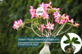 Desert Rose Adenium Obesum Starter Plant – Bonsai-Like Shape, Vibrant Flowers, Indoor/Outdoor Succulent
