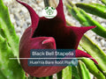 Black Bell Stapelia Succulent – Bare Root Huernia leendertziae with Dark Star-Shaped Flowers Rare Indoor Plant