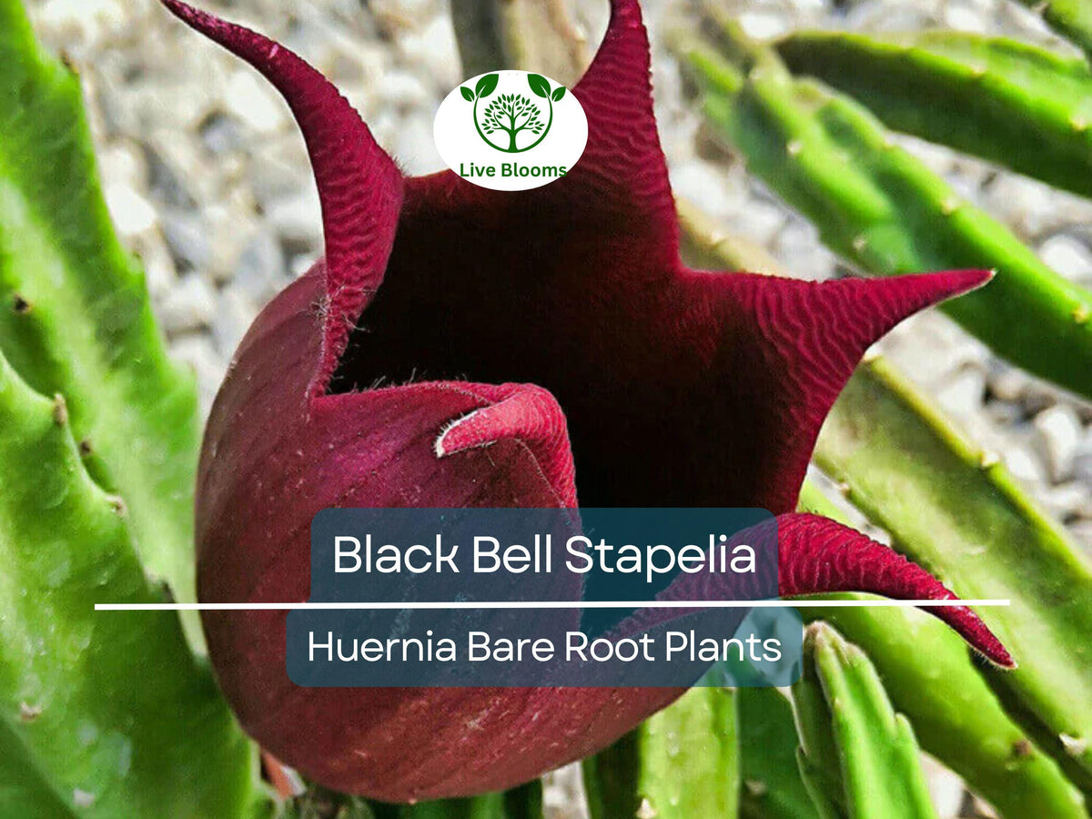 Black Bell Stapelia Succulent – Bare Root Huernia leendertziae with Dark Star-Shaped Flowers Rare Indoor Plant